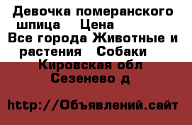 Девочка померанского шпица. › Цена ­ 40 000 - Все города Животные и растения » Собаки   . Кировская обл.,Сезенево д.